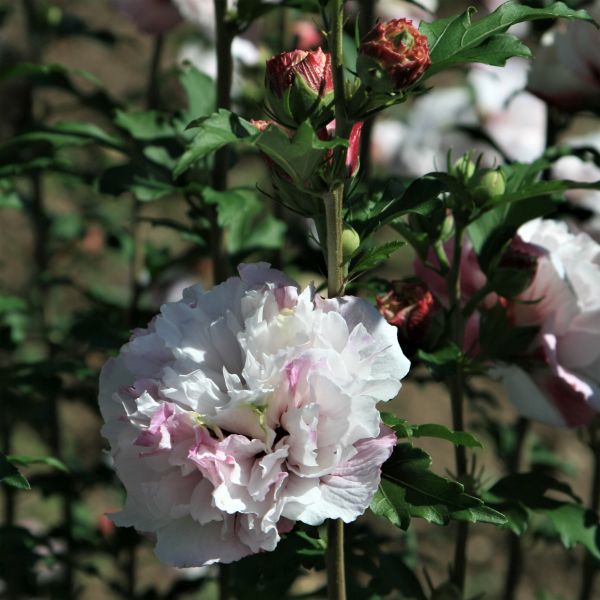 First Editions&reg; French Cabaret&trade; Blush Rose of Sharon