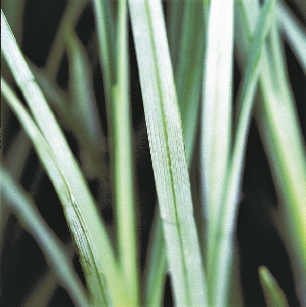 Blue Zinger Sedge Grass