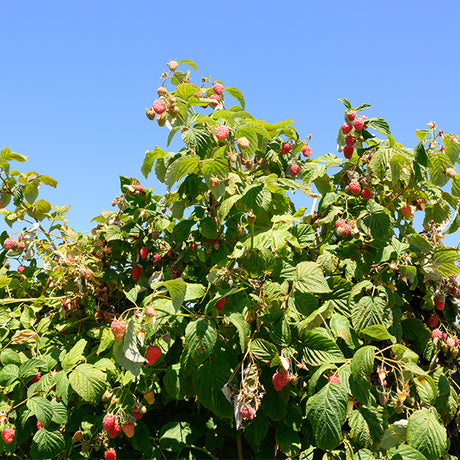 Encore Raspberry Bush