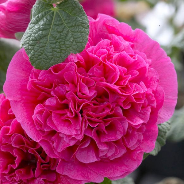 Double Pink Hollyhocks