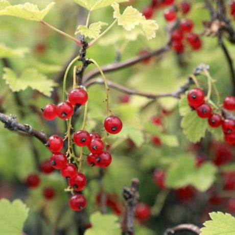 Red Lake Currant Bush