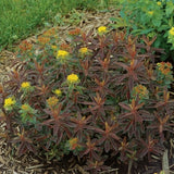 Bonfire Euphorbia