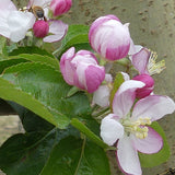 Hudson's Golden Gem Apple Tree