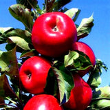 Tasty Red Urban Apple Tree