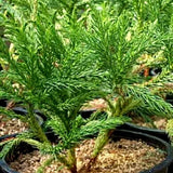 Dwarf Japanese Cedar