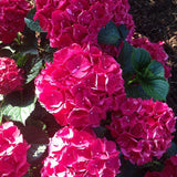 Magical&reg; Ruby Red Hydrangea