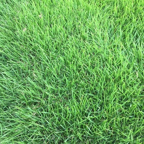 Innovation&trade; Zoysiagrass