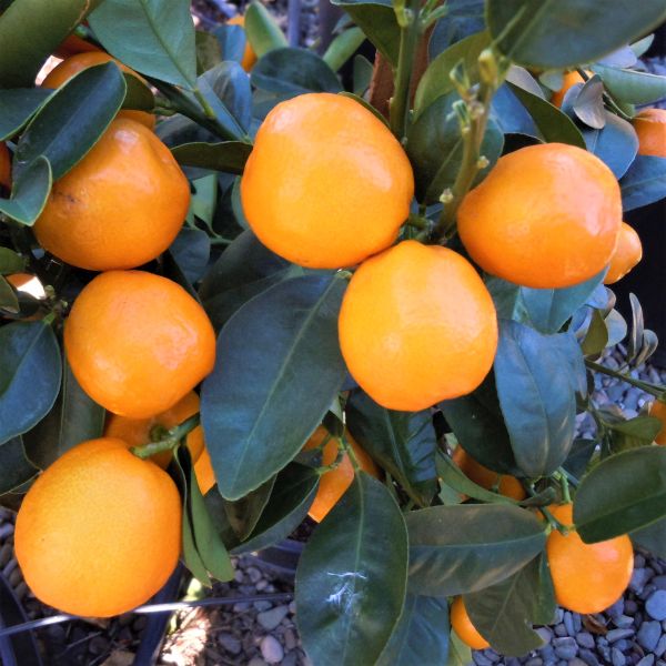 Marumi Kumquat Tree