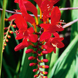 Lucifer Crocosmia