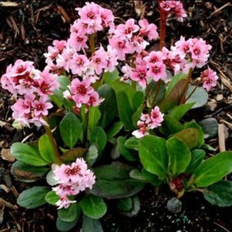 Pink Dragonfly Bergenia