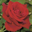 Drop Dead Red&trade; Rose