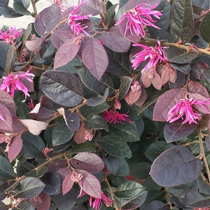 Chang's Ruby Fringe Flower Shrub