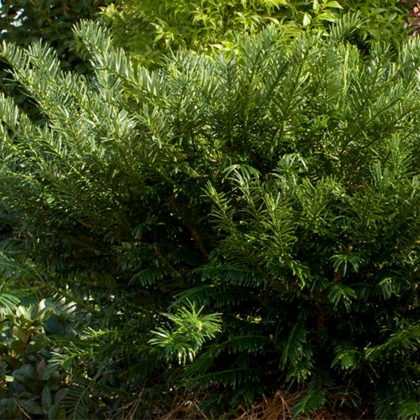 Yewtopia Plum Yew Shrub