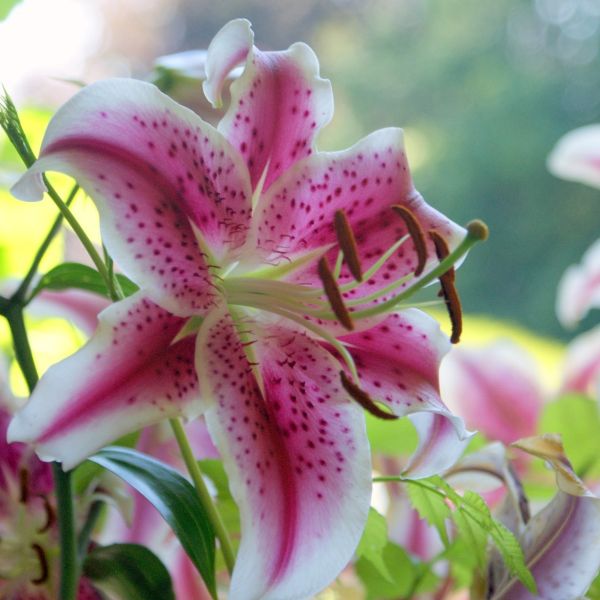 Mona Lisa Oriental Lily