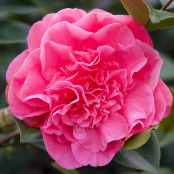 Spellbound Camellia