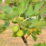 Peter's Honey Fig Tree