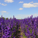 NEW MILLENNIUM&trade; Purple Passion Delphinium