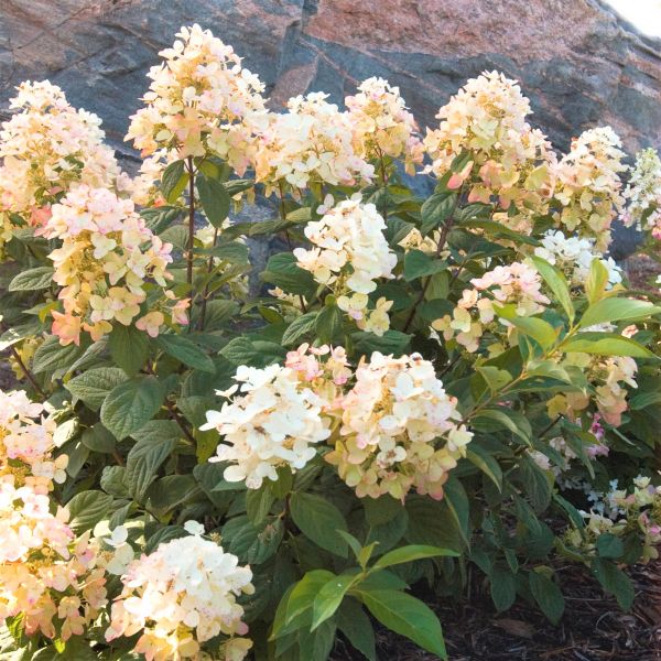 First Editions&reg; Tickled Pink&reg; Panicle  Hydrangea