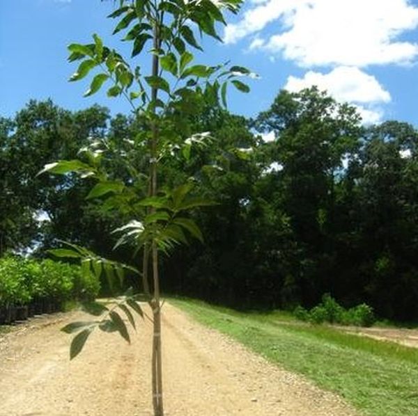 Oconee Pecan