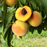 Elberta Peach Tree