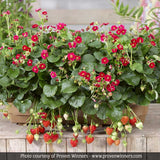 Berried Treasure&reg; Red Strawberry Plant