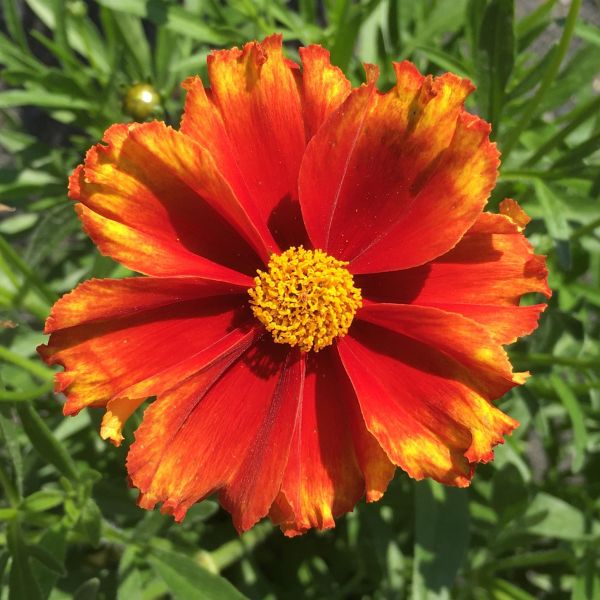 リーパラモリア Li'l Bang™ Darling Clementine Coreopsis | Buy at NatureHills.com
