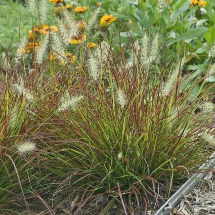 Burgundy Bunny Dwarf Fountain Grass