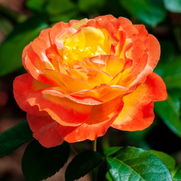 Judy Garland Floribunda Rose