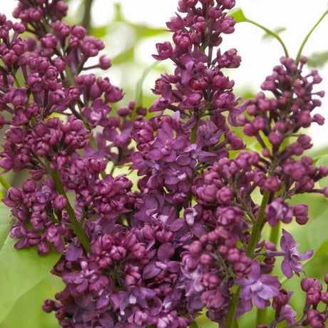 Charles Joly Lilac