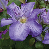 Silmakivi Clematis