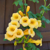 Yellow Trumpet Creeper