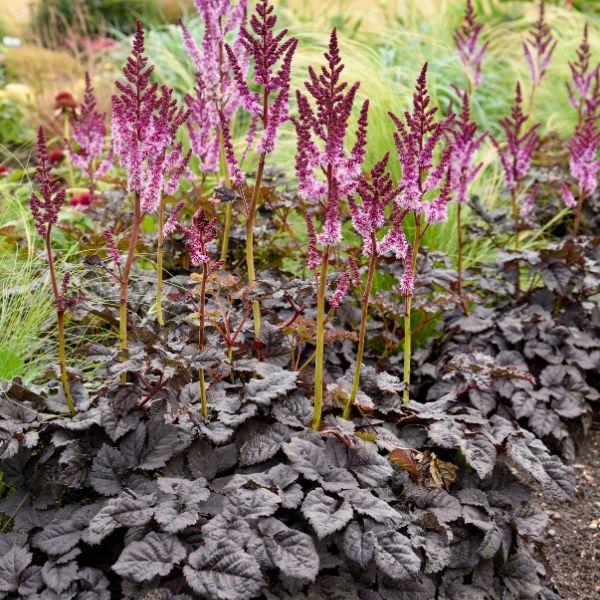 Dark Side of the Moon Astilbe