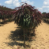 Bonfire Peach Tree