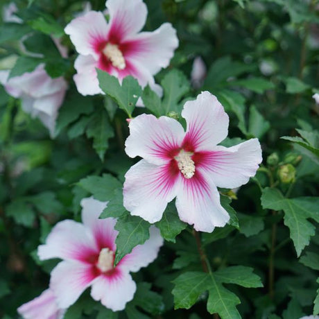 Proven Winners® Paraplu Pink Ink® Rose of Sharon