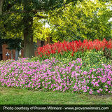 Supertunia Vista&reg; Bubblegum&reg; Petunia