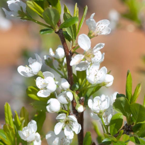 BlackIce® Plum Tree