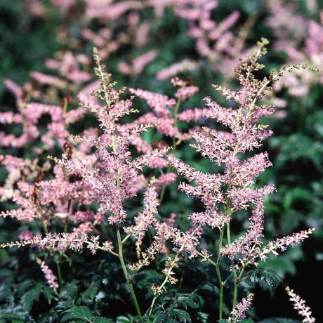 Hennie Graafland Astilbe