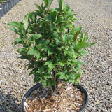 Spring Red Compact Cranberrybush Viburnum