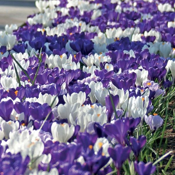 Blue Crocus Blend