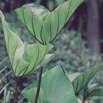 Colocasia Coffee Cups