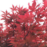 Emperor One Japanese Maple