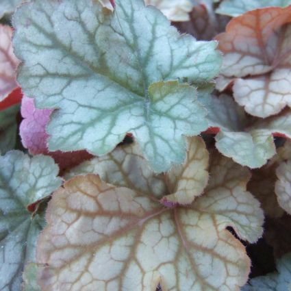 Pinot Gris Coral Bells