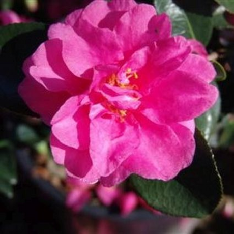 Shishi Gashira Camellia