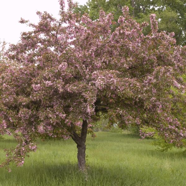 Indian Magic Crabapple