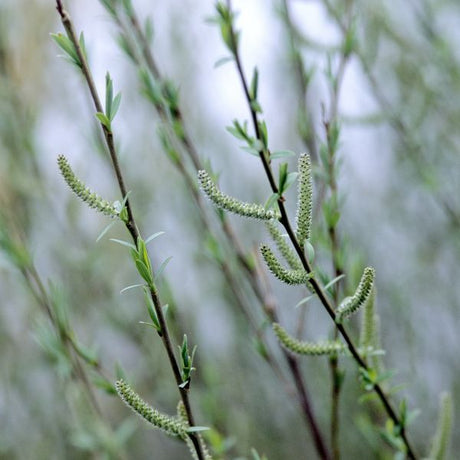 Dwarf Blue Leaf Arctic Willow