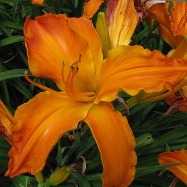 Rainbow Rhythm&reg; Primal Scream Daylily