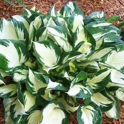 Loyalist Hosta