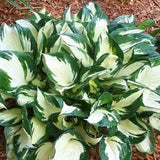 Loyalist Hosta