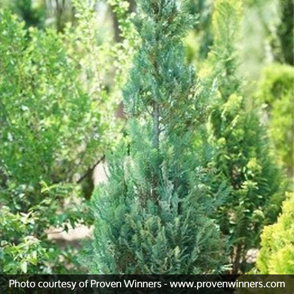 False Cypress Pinpoint&reg; Blue