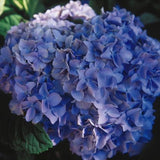 Nikko Blue Bigleaf Hydrangea